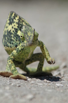 動物