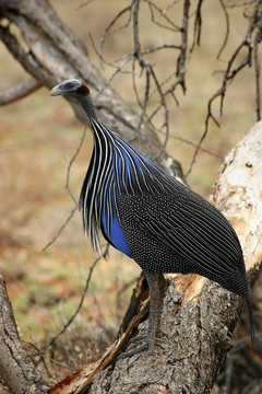 藍(lán)色