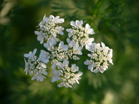 芫荽花