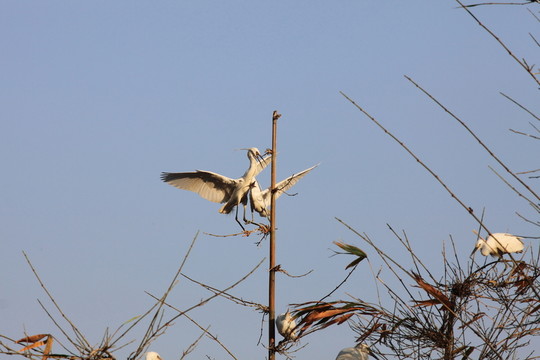 鳴