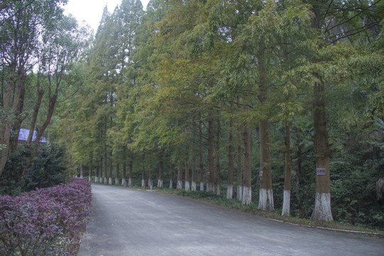 大山沖森林公園