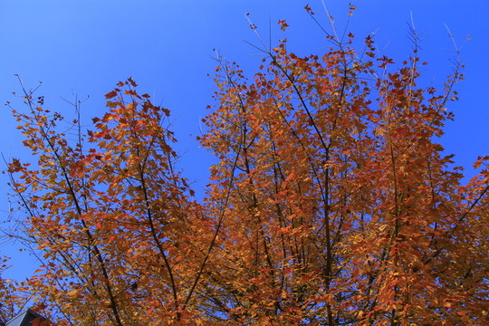 楓葉紅了