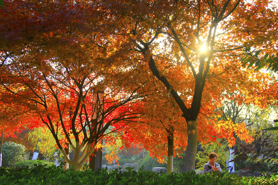 楓葉紅了
