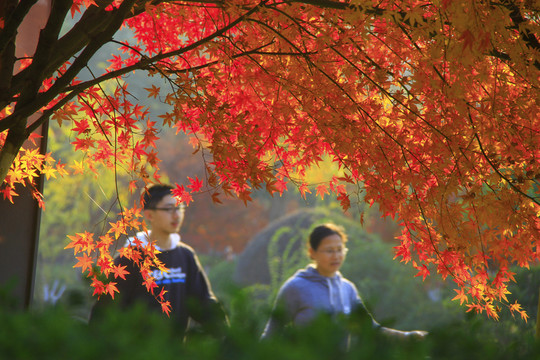 楓葉紅了