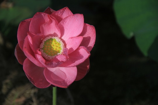 一朵荷花