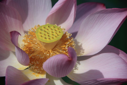 一朵荷花
