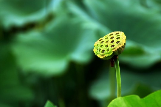 秋荷