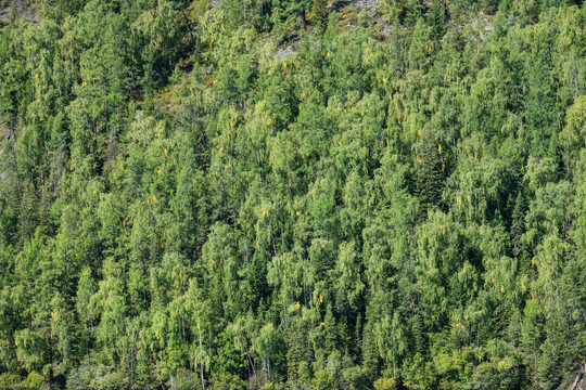 喀納斯杉樹林背景素材