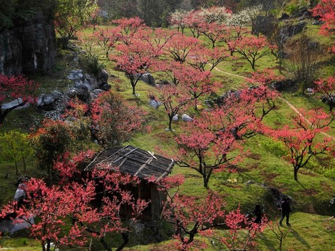 桃林
