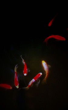 魚樂