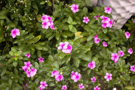 長春花