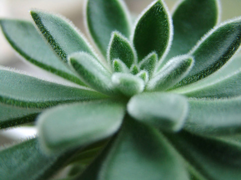 dickbl？ttrige綠色植物毛