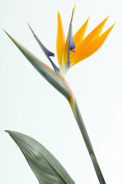花卉