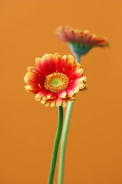紅黃太陽菊