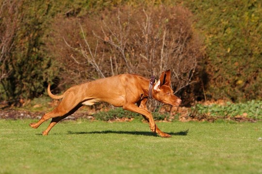 匈牙利維茲拉犬行動II