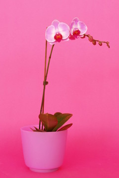 裝飾花