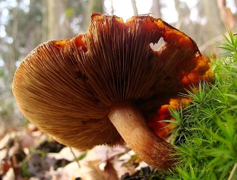 金針菇、冬菇