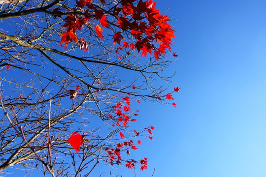 herbstbaum