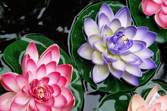 水百合