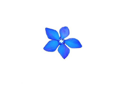 藍(lán)色的花