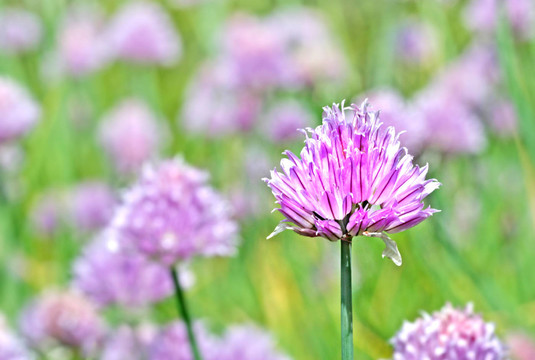 schnittlauchblüTE