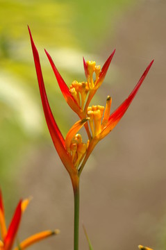 花卉
