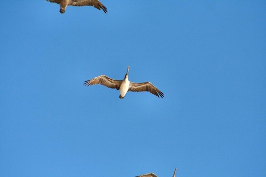 遷徙的鳥