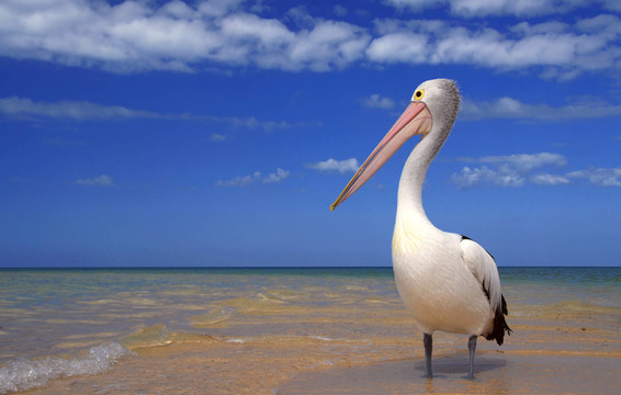 海灘度假