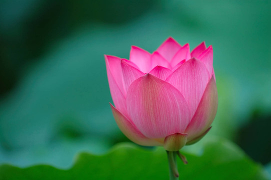 花卉