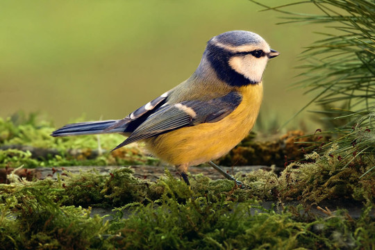 bluetit