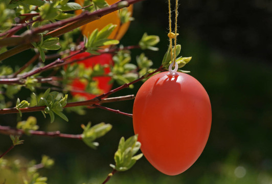 eierbaum