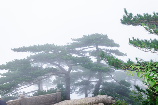 黃山松