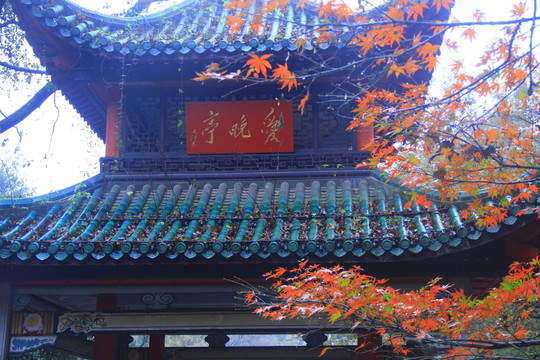愛晚亭紅楓