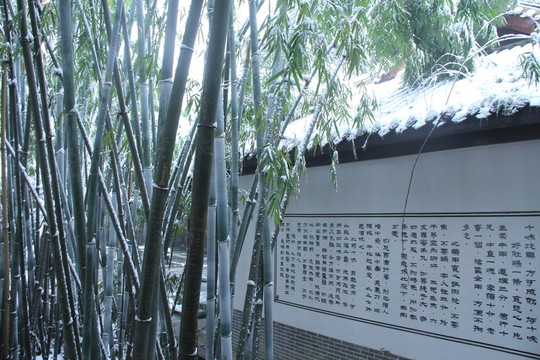 雪中竹子