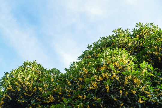 盛開(kāi)的桂花樹