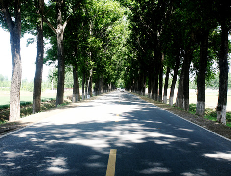 林蔭大道