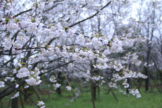 玉湖公園櫻花