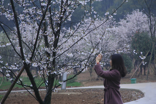 手機(jī)攝影拍花