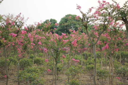 紫薇花海