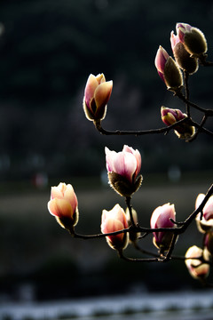 花骨