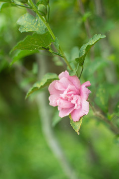 木槿花