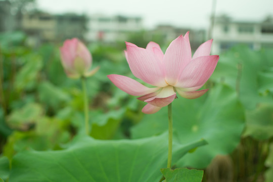 荷花