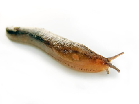 孤立