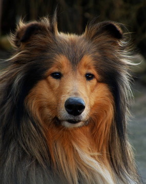 狗