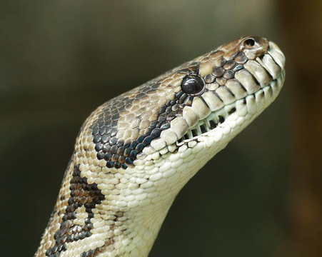 莫雷利亞spilota