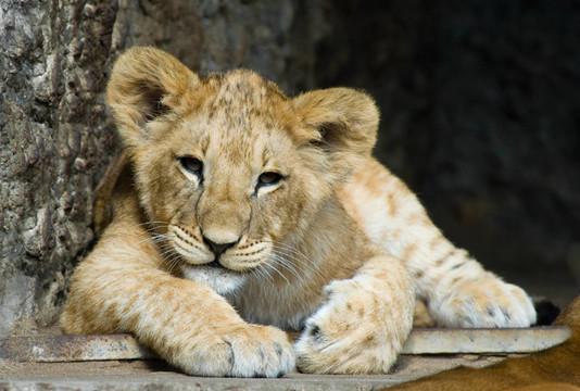 動物