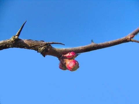 花開(kāi)