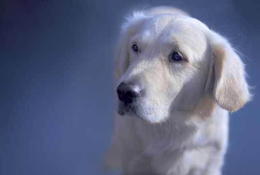 金毛獵犬的肖像