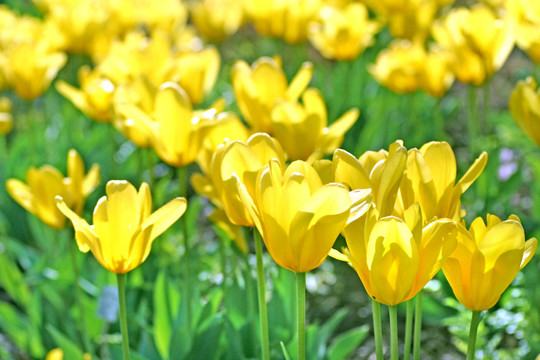 tulpenfeld