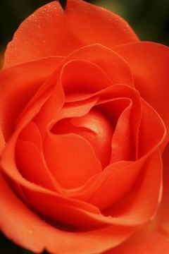 紅玫瑰